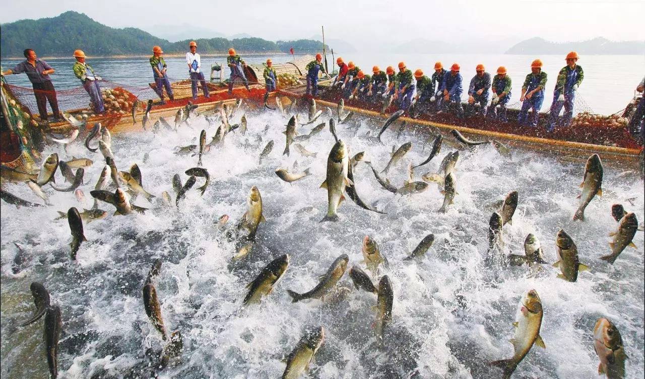 搞水产赚钱么 水产生意赚钱吗